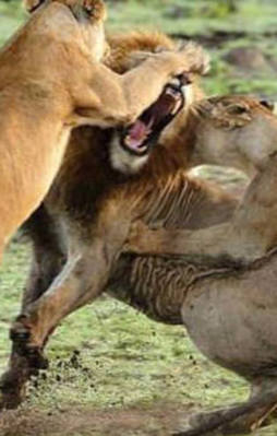 Aslan kralın karizma yerle bir oldu