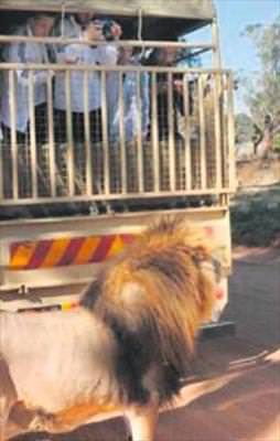 Aslan kadını parçaladı