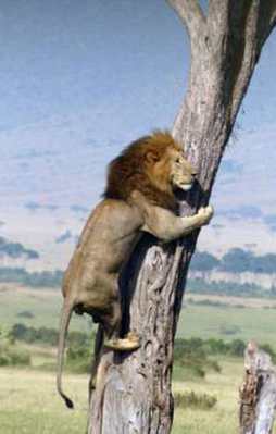 Ormanlar kralını madara ettiler