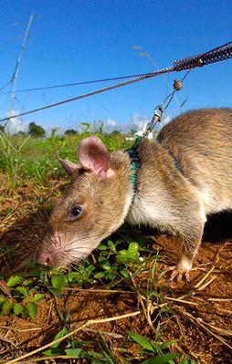 Bu fare bin kişinin hayatını kurtardı