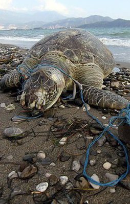 Kaplumbağaya akıl almaz işkence!