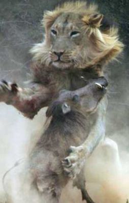 İki ezeli düşman ölümüne kapıştı!