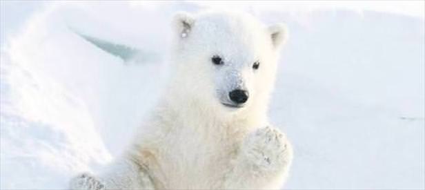 Kutup ayıları artık fok değil yunus yiyor