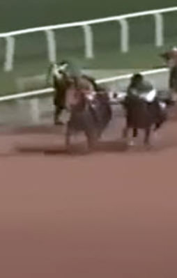 Rakibini Isırmaya çalışan at