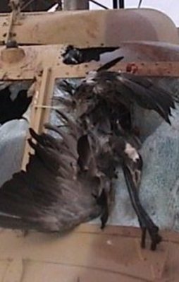 Gaz odalarında kaz itlafı