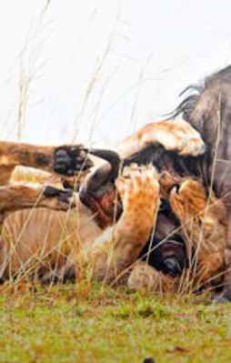 Sadece 60 saniye sürdü!