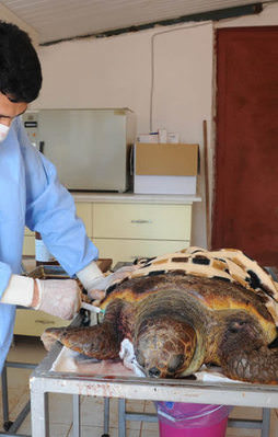 Caretta caretta'ya ilk yardım