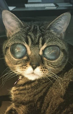 Bu kedi photoshop değil gerçek