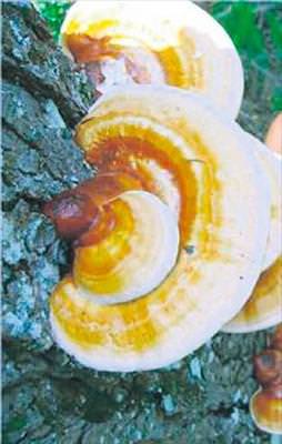 Fazla kiloların düşmanı mantar