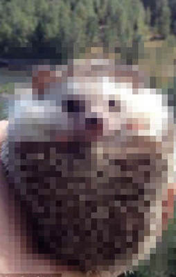 Boğazından kirpi kemiği çıktı