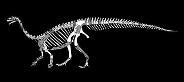 Yeni dinozor türü keşfedildi