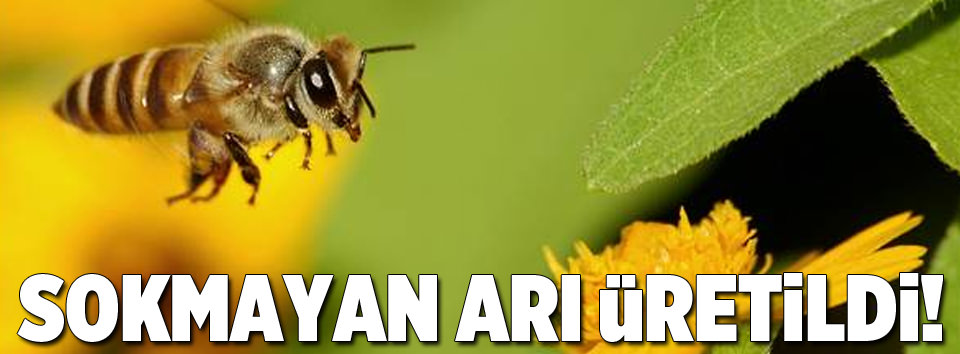 Sokmayan arı üretildi