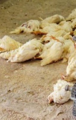 İstanbul'da kuş gribi alarmı!