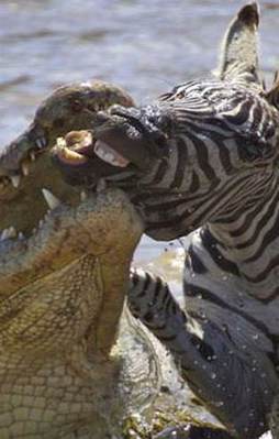 Bu pusuya inanamayacaksınız!