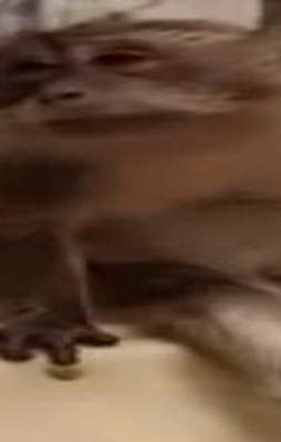 Kendini insan sanan maymun