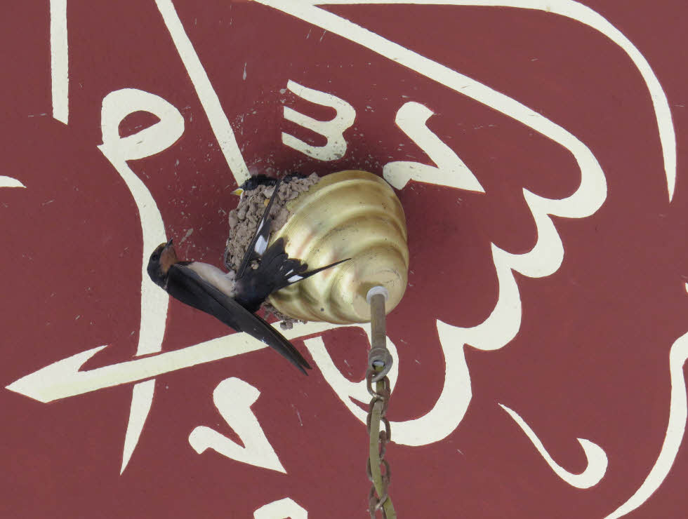 Camideki avize kırlangıçların yuvası oldu-1