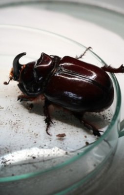 Hiçbir maddi değeri yok