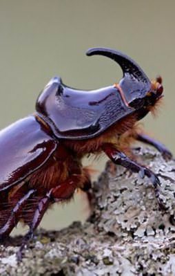 Gergedan böceği için Bakanlıktan açıklama!