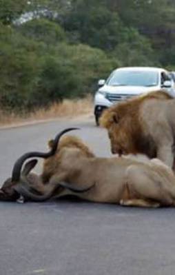 Aslanlar trafikte kurdu parçaladı