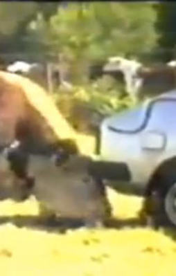 İşte öfkeli boğanın gücü