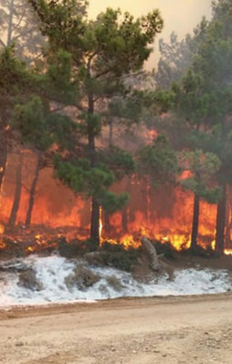 Mersin'de orman yangını