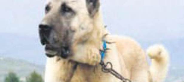 Kangallar bunalımda