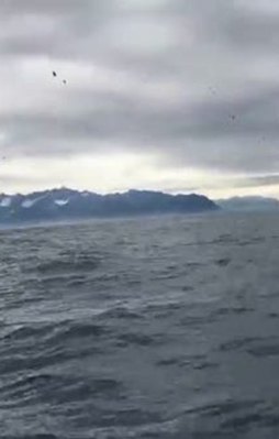 Martı sürüsü çekerken beklenmedik bir şey oldu