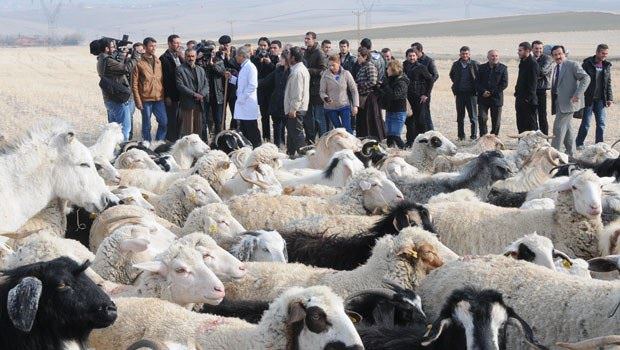 16 bin diplomalı çobanımız var