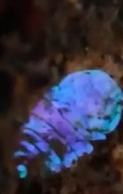 Bilim adamlarını hayrete düşüren canlı