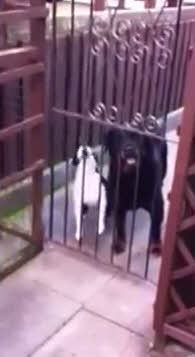 Sahibini taklit eden köpek