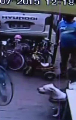 Pitbull dehşeti görüntülendi