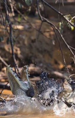 Timsahı öyle bir pusuya düşürdü ki...