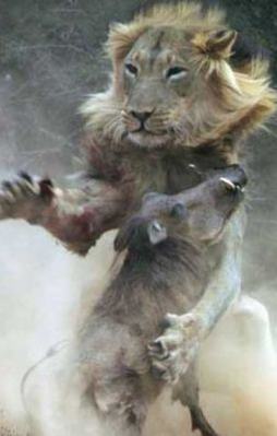 2 ezeli düşman bakın nasıl ölümüne kapıştı!