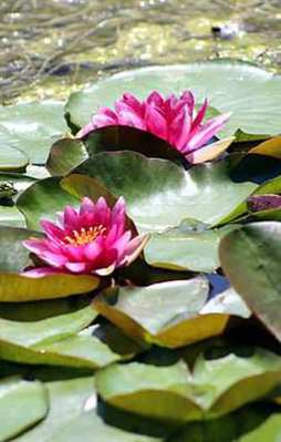 Nilüferi koparana 38 bin lira ceza