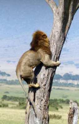 Ormanların kralı bakın kimden kaçtı!