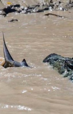 Nehirde dev karşılaşma