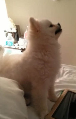 Dünyanın en tatlı hapşırığı