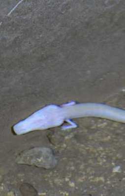 Bu balık görenleri hayrete düşürüyor