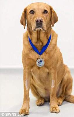 Kanseri koklayan köpekler