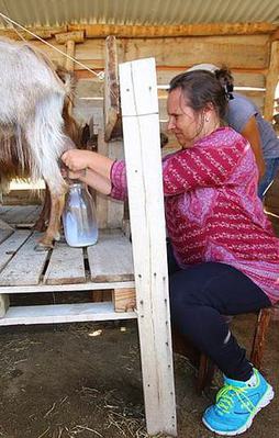 Keçi sağmak için 6 bin lira ödüyorlar