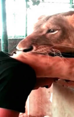 Sahibinin kafasını böyle kaptı!