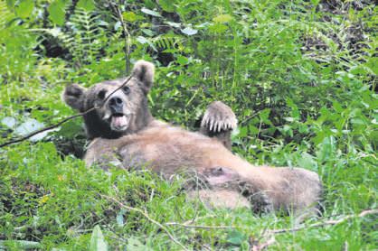 Rize'de ayı paniği!