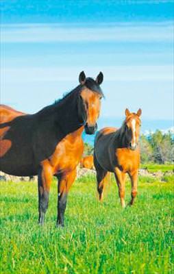 Kebapta yeni marka: Atana