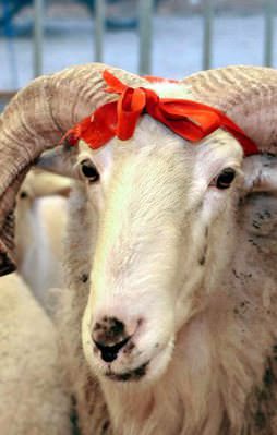 Diyanet vekalet kurban bedelini açıkladı