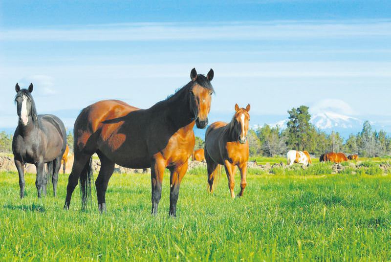 Kebapta yeni marka: Atana