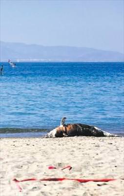 Ölü yunus karaya vurdu