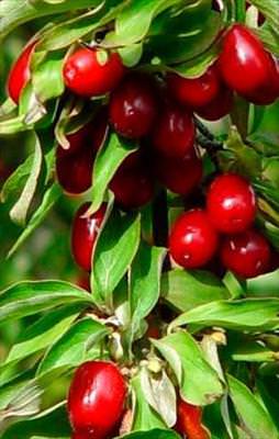 Bağırsak kanserine karşı kızılcık suyu