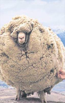 Kırpılmaktan 6 yıl kaçtı