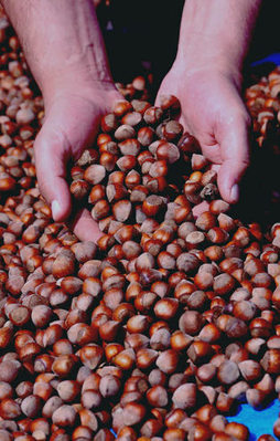 Yeşil altın harmana indi