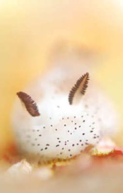 Bu canlının ne olduğunu biliyor musunuz?